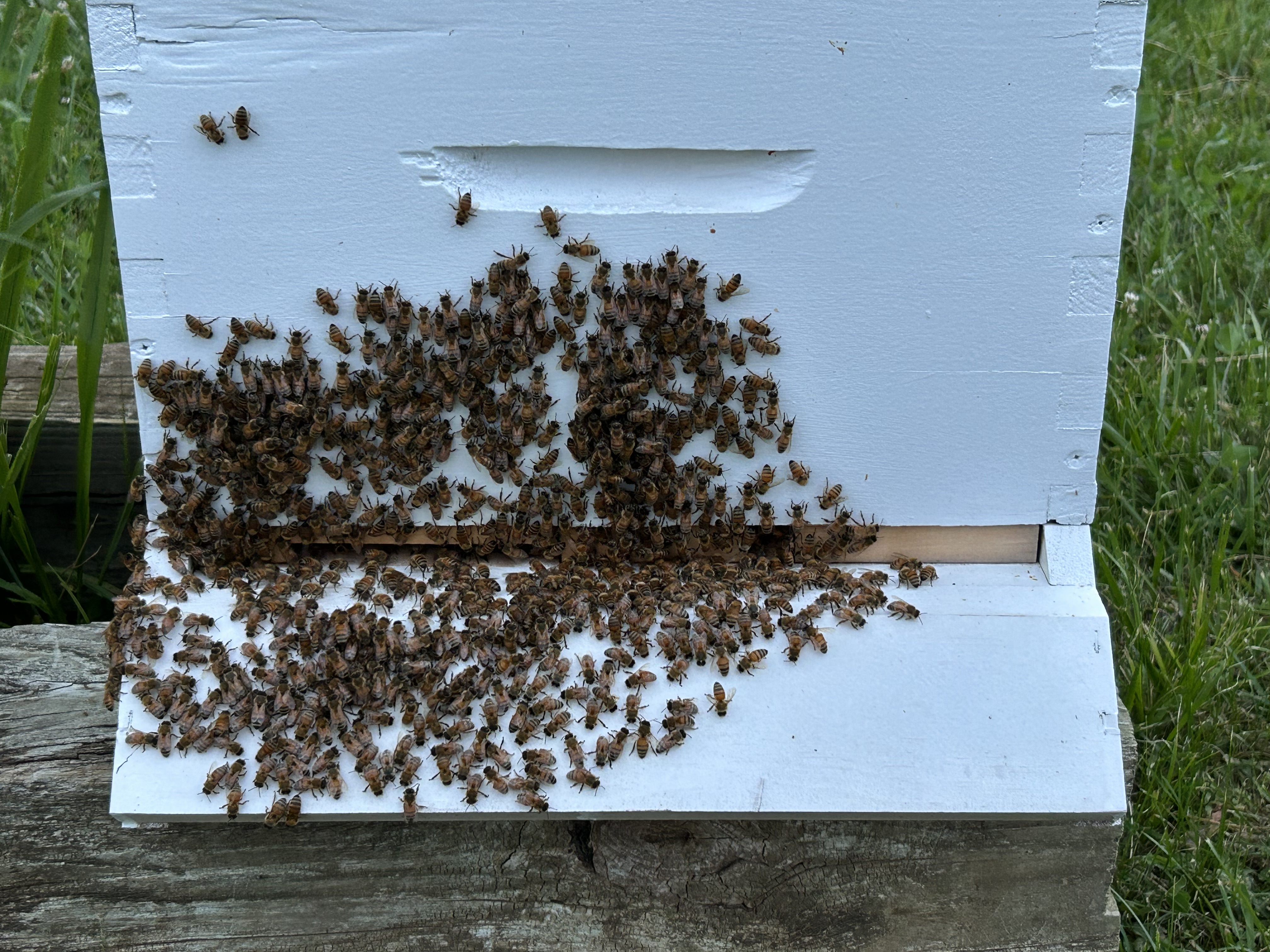 Bees at the hive entrance