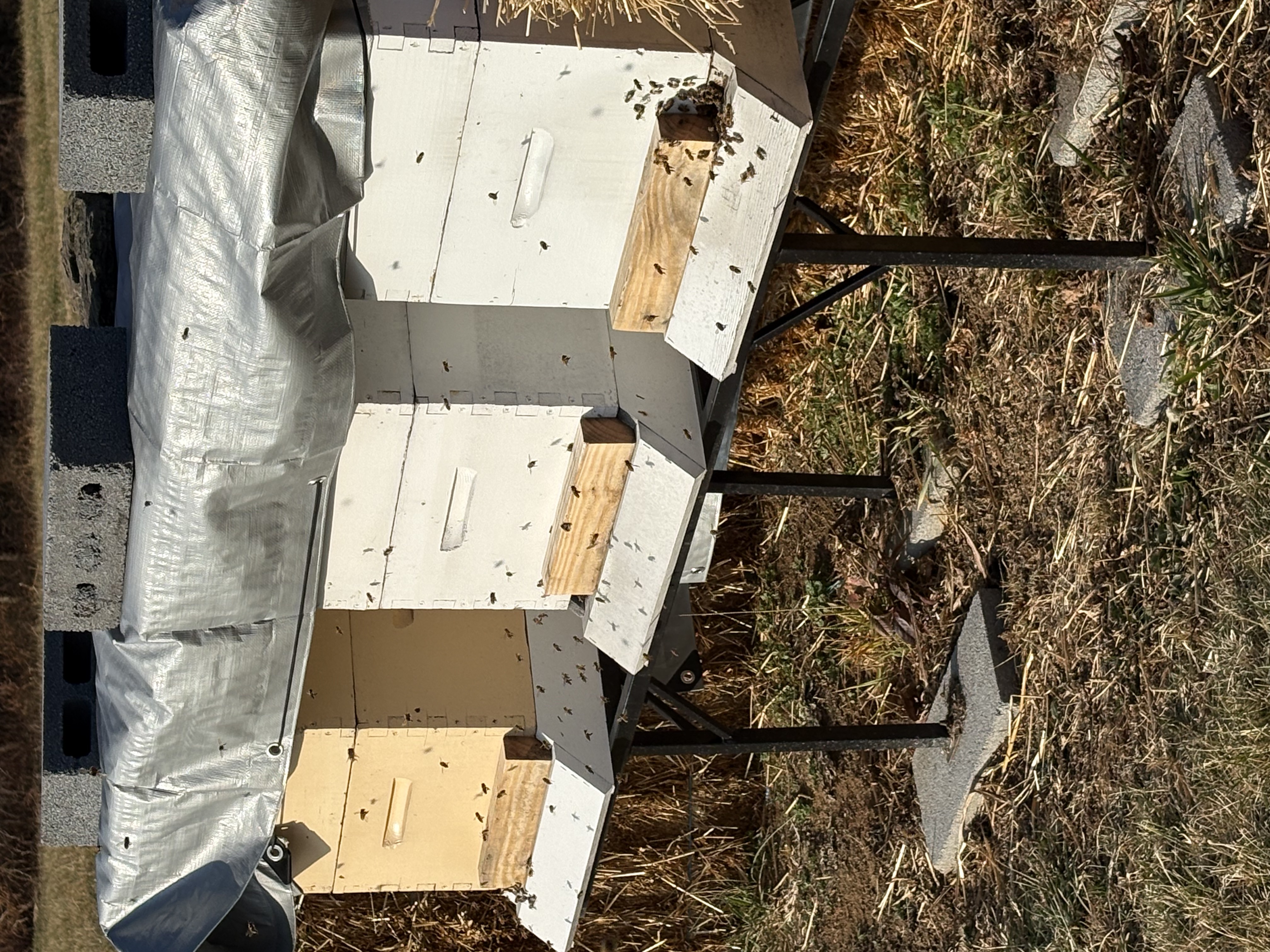 Hive boxes in the field