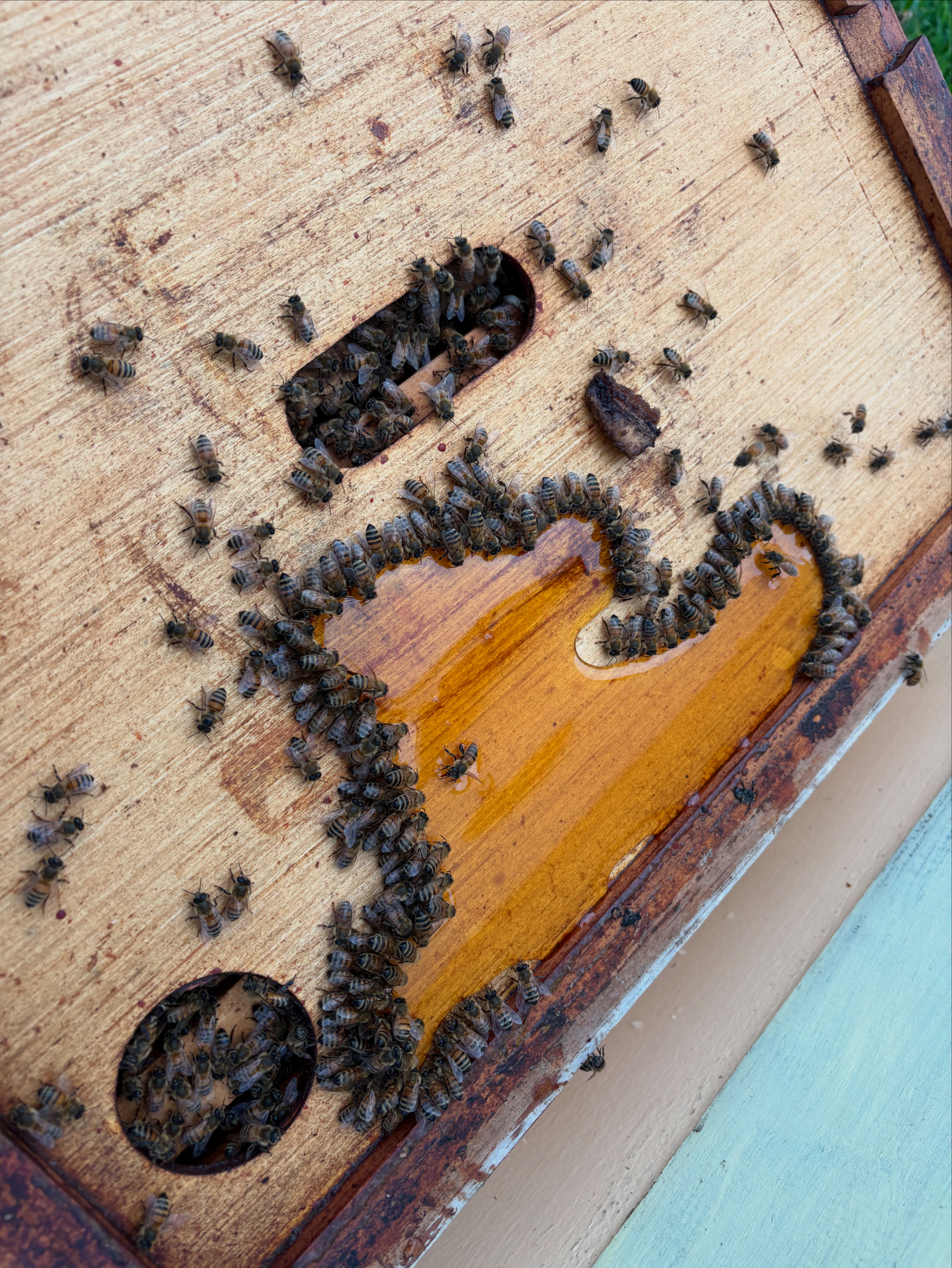 Raw honey from Fox Run Bee Works