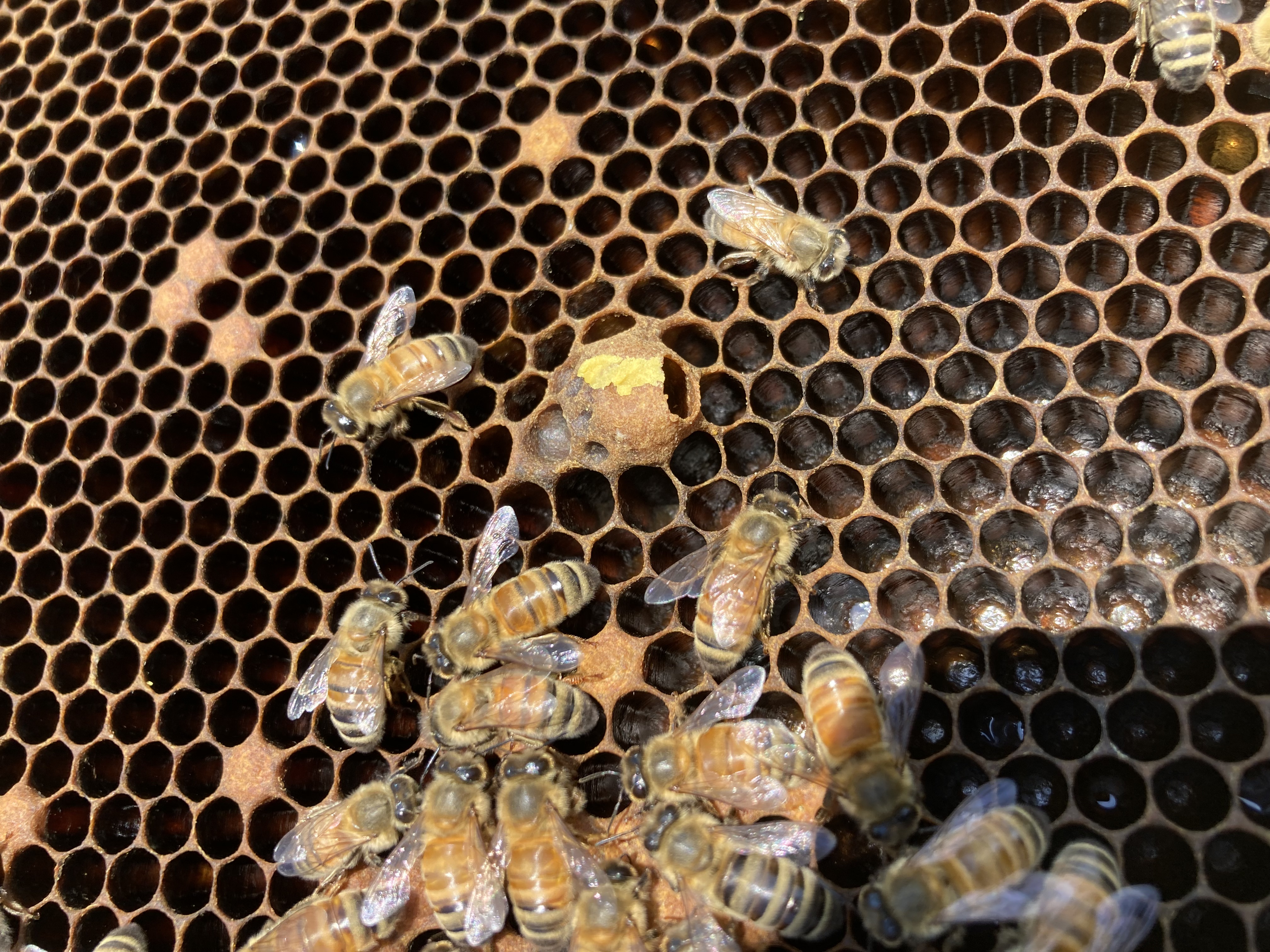 Bees working the honeycomb