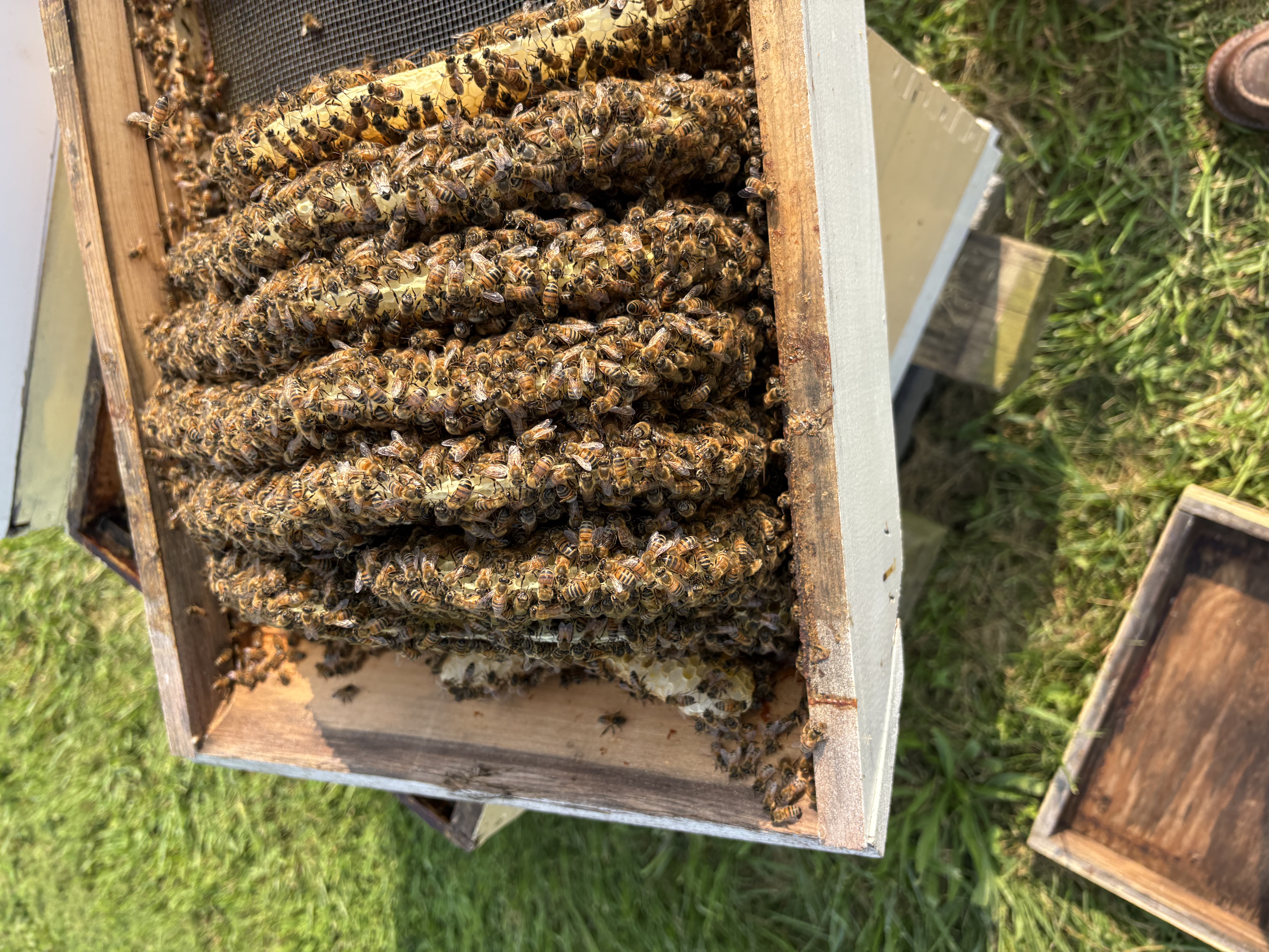 Open hive frames covered in bees