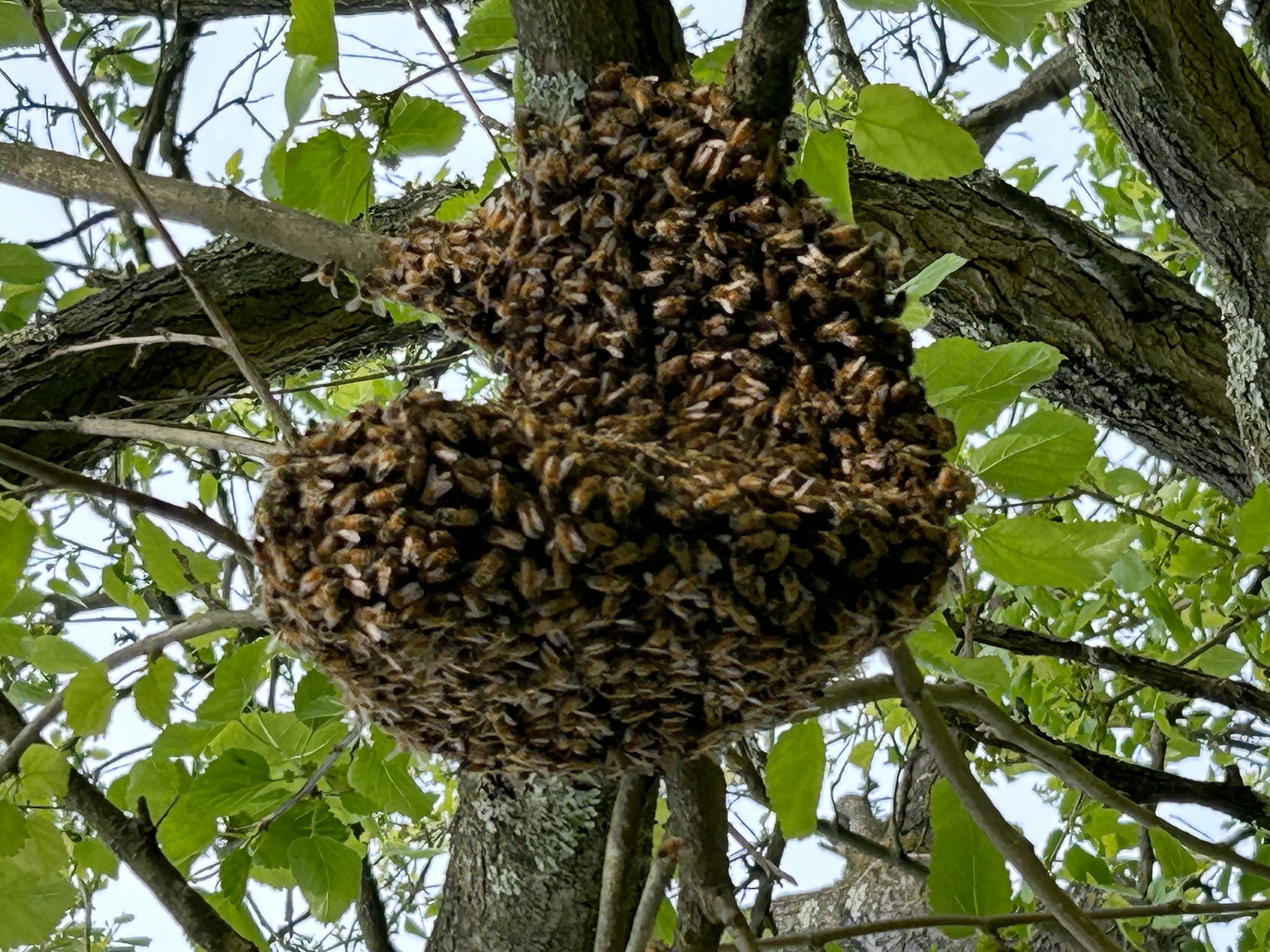 Bee swarm clustered in a tree